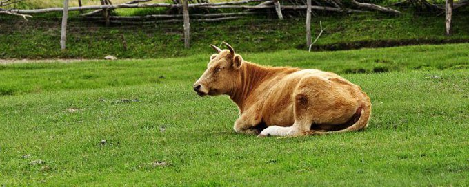 梦见杀牛是什么预兆